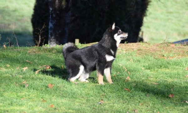 chiot-shiba-inu-aveyron
