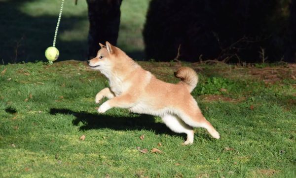 elevage-chiot-shiot-shiba-inu
