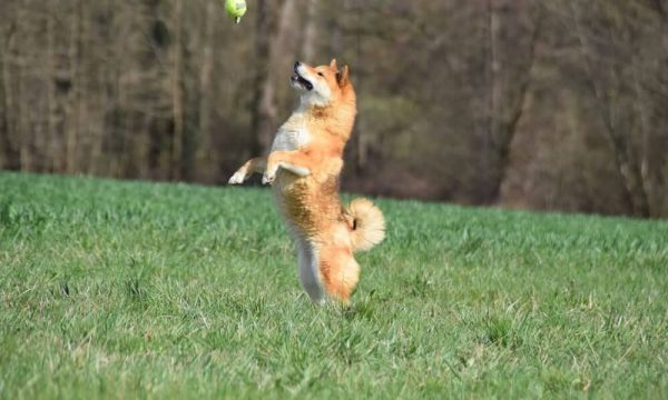 chiot-shiba-eleveur-elevage