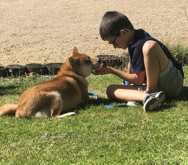 Chiot Shiba Inu LOF élevé chez Thud and Cuddles près de Tarbes