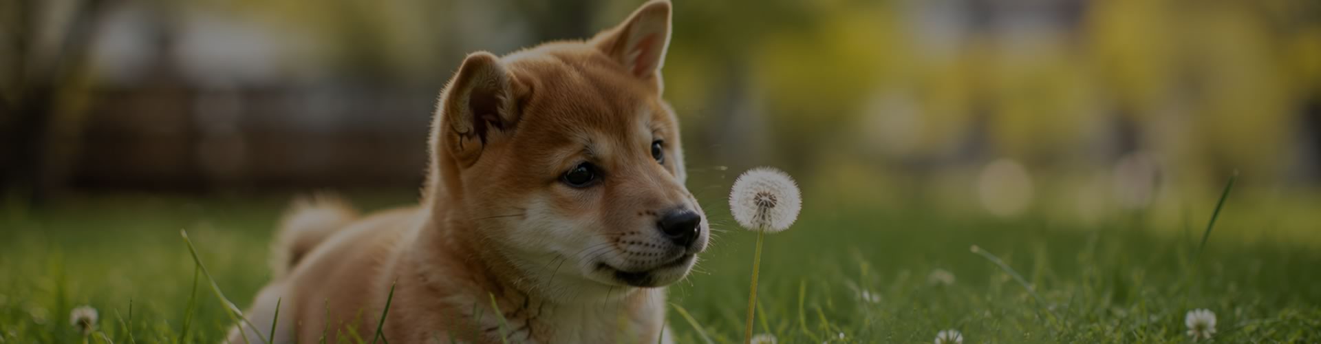 caractere-shiba-inu-intelligent-curieux