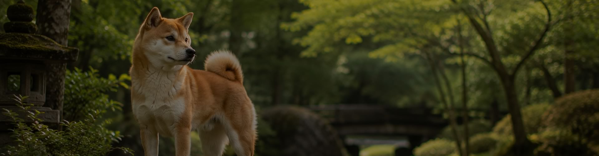 Jeune Shiba Inu dans un jardin japonais traditionnel illustrant les origines de la race au Japon